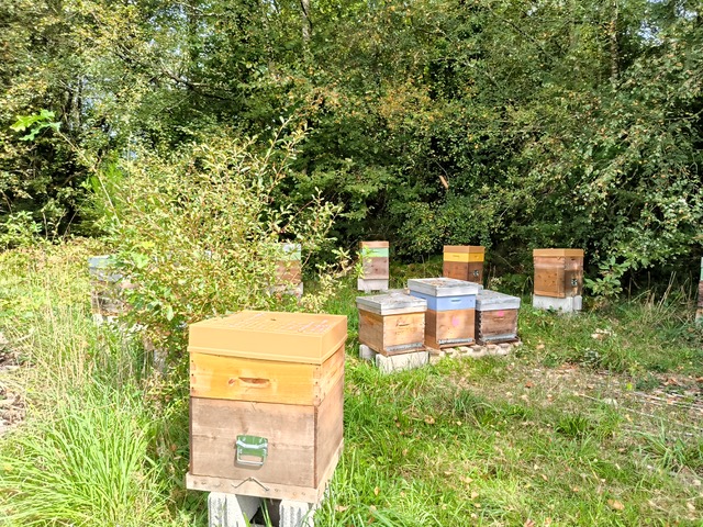 Des ruches au manoir dans le morbihan