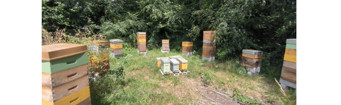 des abeilles au manoir du guern